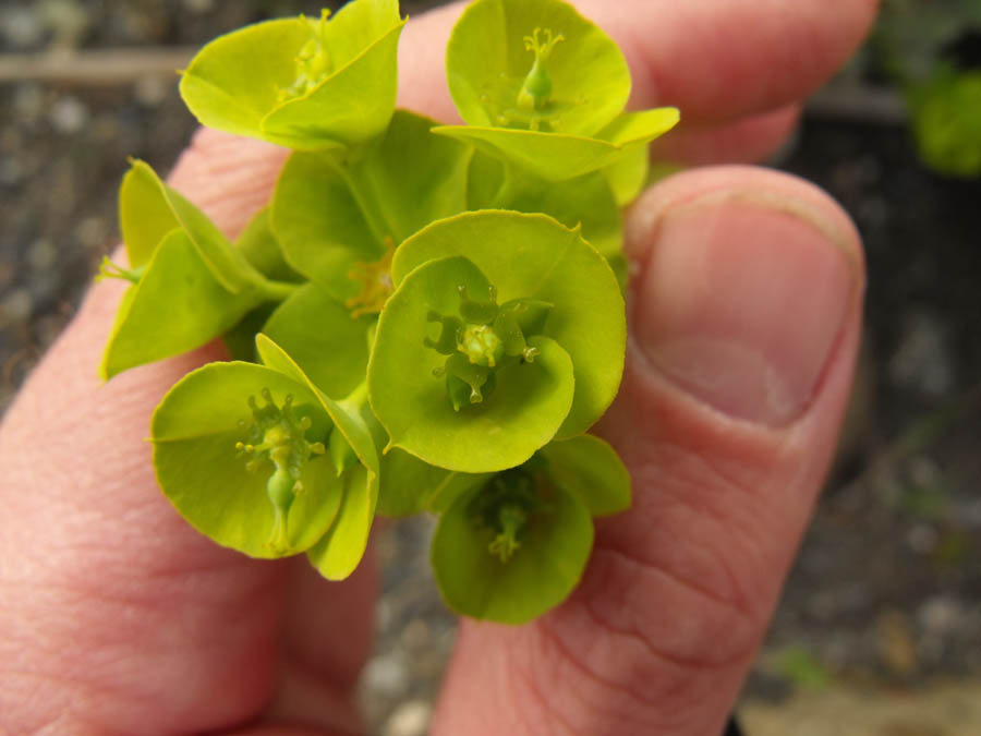 Euforbia maremmana da id - Euphorbia cfr. nicaeensis